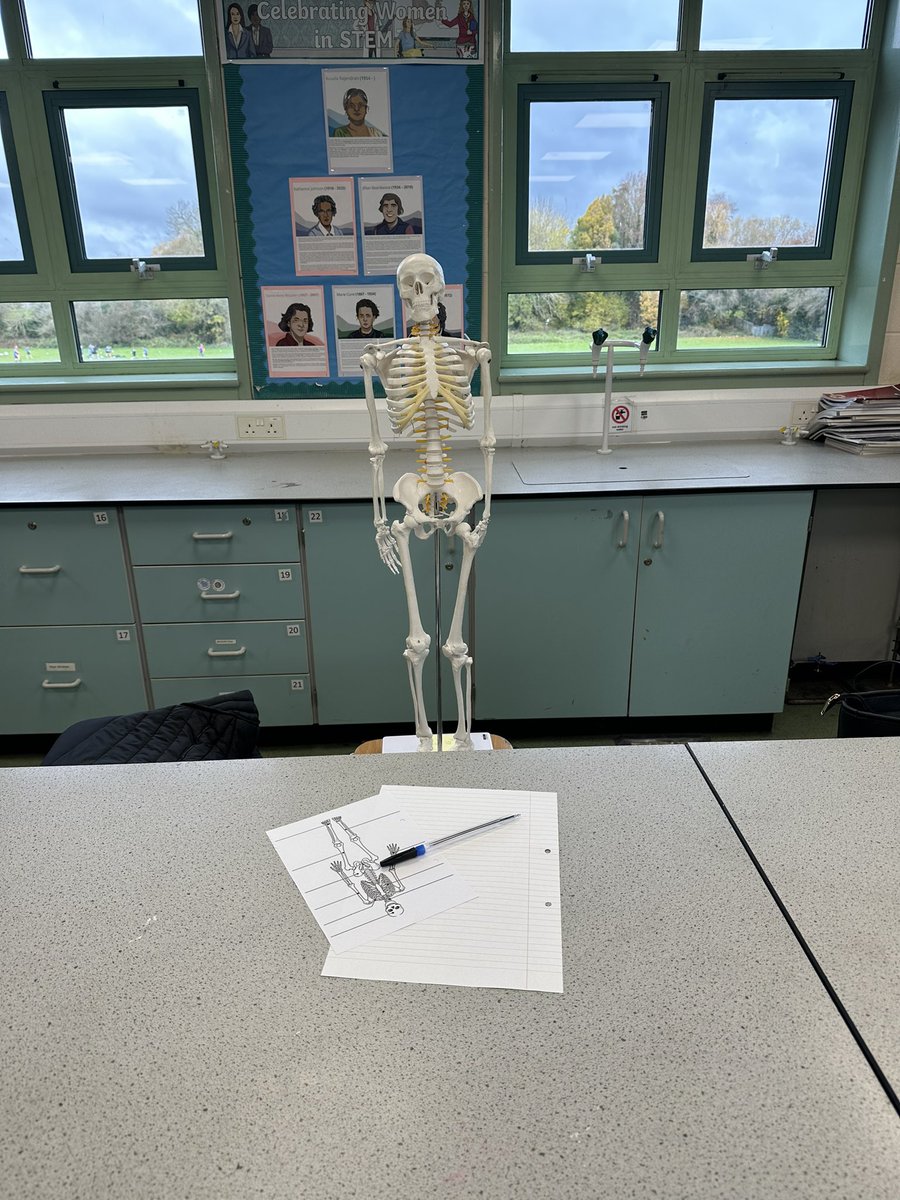 StPeters_Sci's tweet image. Sid the Skeleton joined Miss Grace and 71A today for a humerus lesson on the skeleton! 🩻 
Although there were no blue cards for Sid today- he was a bit of a lazy bones! #science #stpeters #ks3science #biology