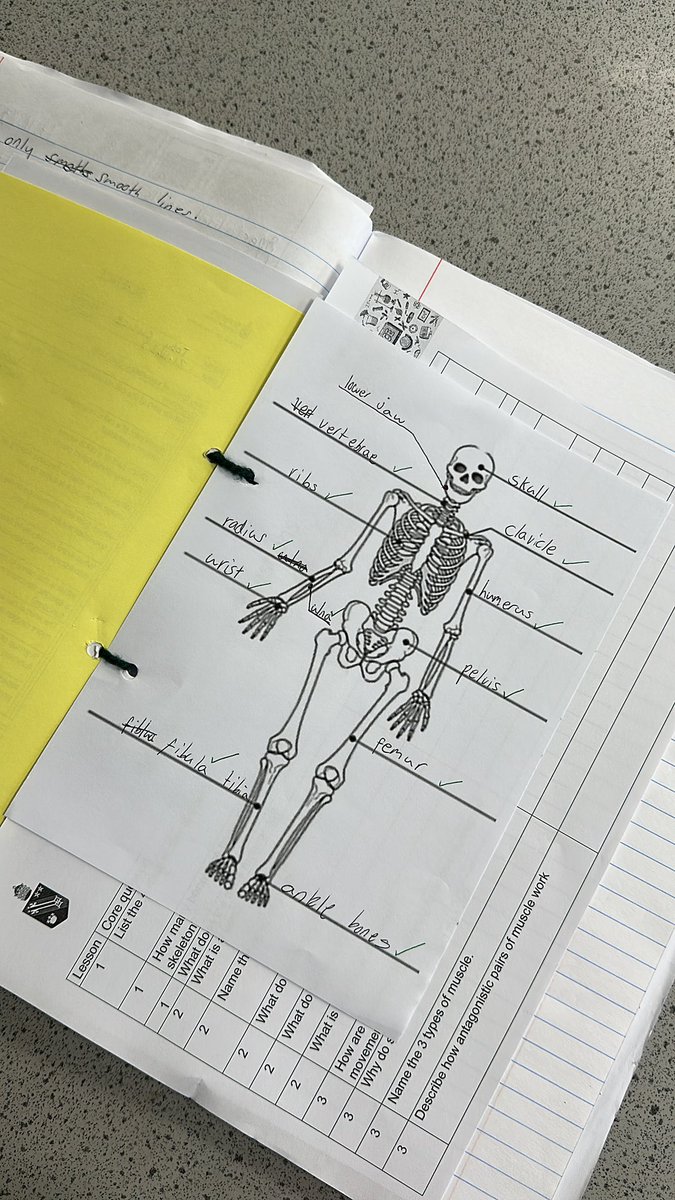 StPeters_Sci's tweet image. Sid the Skeleton joined Miss Grace and 71A today for a humerus lesson on the skeleton! 🩻 
Although there were no blue cards for Sid today- he was a bit of a lazy bones! #science #stpeters #ks3science #biology