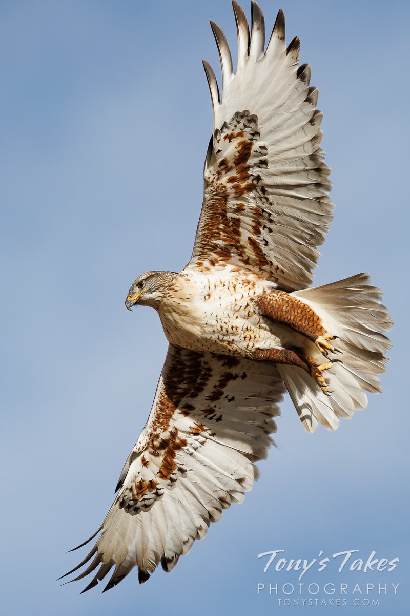 TonysTakes's tweet photo. Ferruginous hawk shows off its fabulous plumage. Portrait oriented image so click / tap for full view. It didn't want to hang around for pics but did give a great look at that 5 ft wingspan.

#birding #wildlife #wildlifephotography #hawk #ferruginoushawk #wildlifephotography https://t.co/P8kzF7zUWe