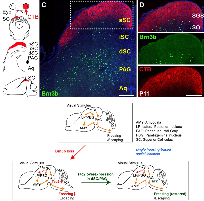 PLOSBiology's tweet photo. #Fear responses are essential for survival. Previous work has focused on forebrain & limbic system, but this study of the #midbrain visual circuitry reveals molecular mechanisms underlying its organization & fear-related behavioral function #PLOSBiology https://t.co/zFgBVTt7x7 https://t.co/v9GBpKQrV1