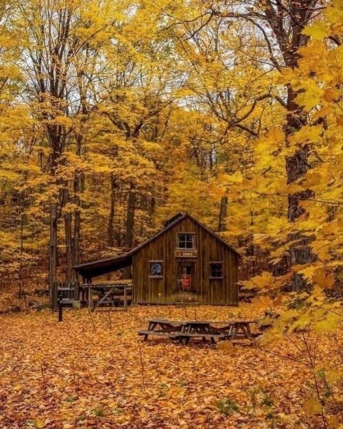 NatureDevotee1's tweet photo. Meet me
under the Falling Leaves! 🍂 💛🍁 https://t.co/0Q6jaenNDN