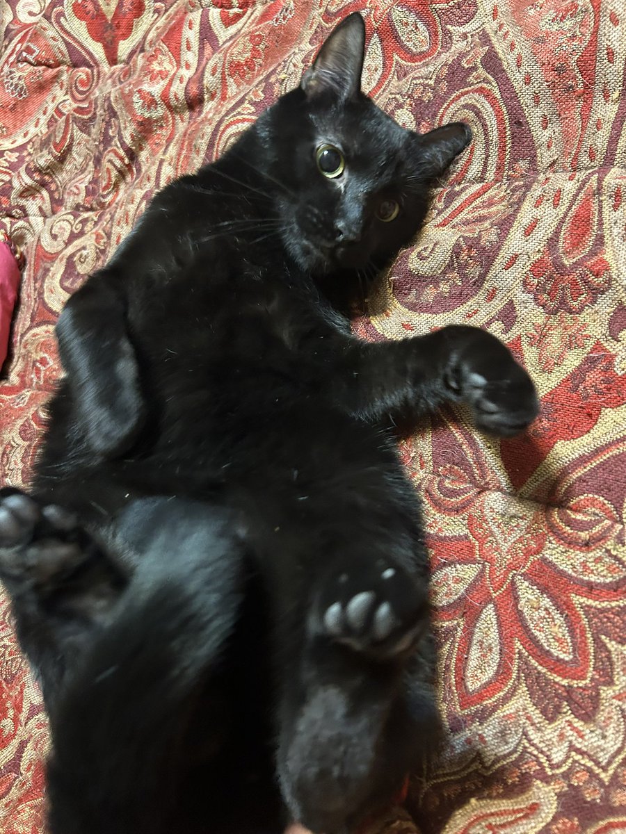AtticusAtticCat's tweet photo. Dis is me having a fun morning #AtticusTheAtticCat https://t.co/cWxI1JiGgF