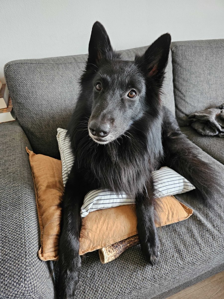 LifeAtGuerrilla's tweet photo. 1) Erso, before he was called a good boy πΆ
2) Erso, after he was called a good boy π²
#PetsofGuerrilla https://t.co/LrZI7l0eip