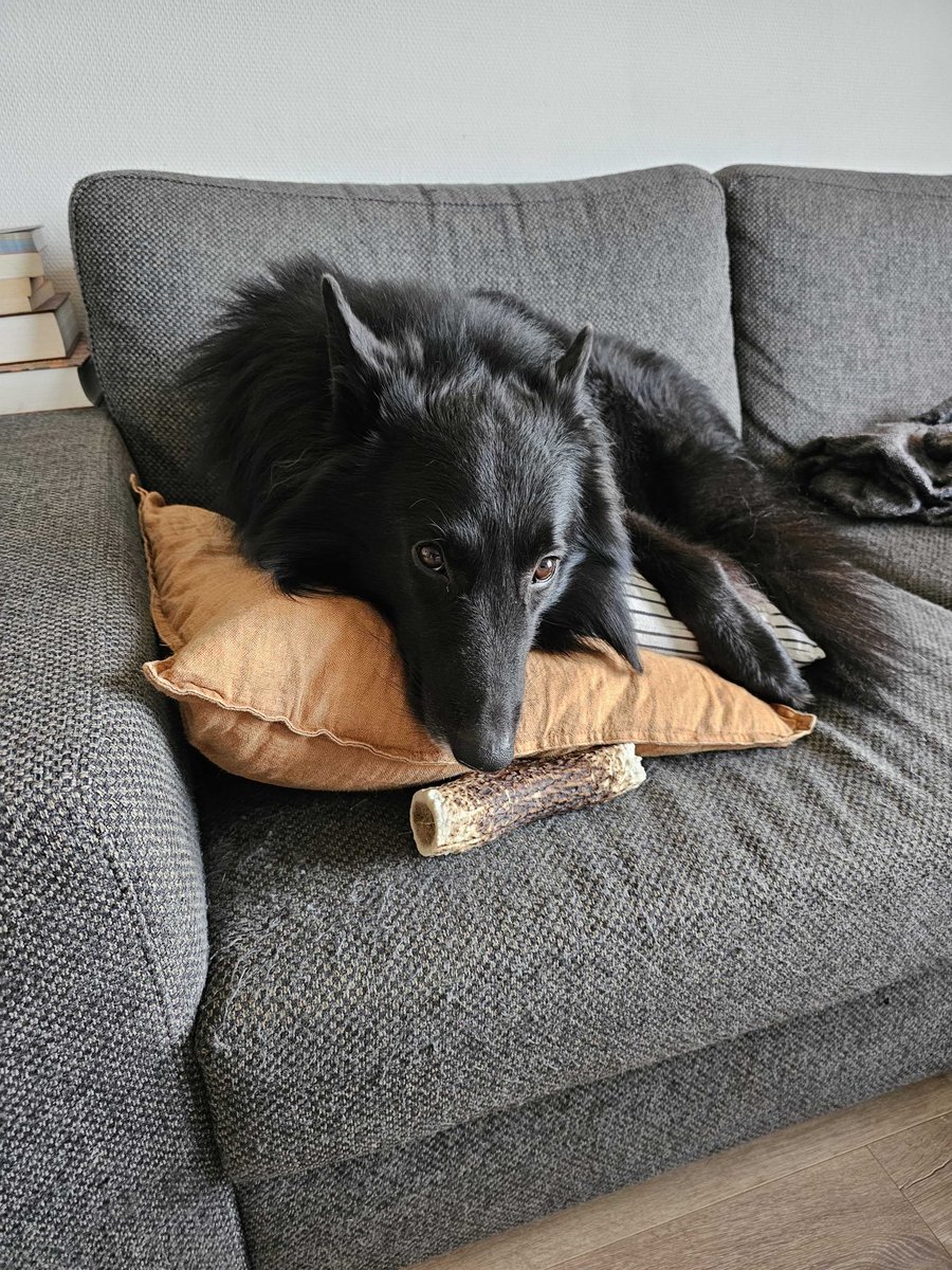 LifeAtGuerrilla's tweet photo. 1) Erso, before he was called a good boy πΆ
2) Erso, after he was called a good boy π²
#PetsofGuerrilla https://t.co/LrZI7l0eip