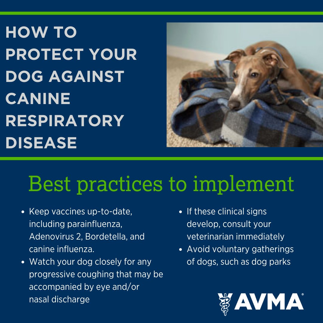 AVMAvets's tweet photo. As more cases of canine respiratory disease pop up throughout the U.S., we want to share a few best practices to ensure your dog stays healthy and safe this holiday season. https://t.co/CZGn0Vv2uw