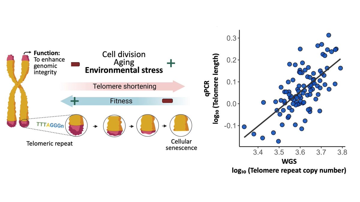 Molecular Ecology (@molecology) on Twitter photo New in MER!
Study by <a href="/MichelleEZP/">Michelle Zavala</a>, @jasonaholliday & <a href="/jilla_hamilton/">Dr. Jill Hamilton</a> shows how whole-genome sequencing can be a game-changer for measuring telomere length in plants and help us assess their responses to stress. <a href="/huckinstitutes/">Huck Institutes</a> <a href="/penn_state/">Penn State</a> @WileyEcoEvo
buff.ly/3sDj6Dy New in MER!
Study by <a href="/MichelleEZP/">Michelle Zavala</a>, @jasonaholliday & <a href="/jilla_hamilton/">Dr. Jill Hamilton</a> shows how whole-genome sequencing can be a game-changer for measuring telomere length in plants and help us assess their responses to stress. <a href="/huckinstitutes/">Huck Institutes</a> <a href="/penn_state/">Penn State</a> @WileyEcoEvo
buff.ly/3sDj6Dy