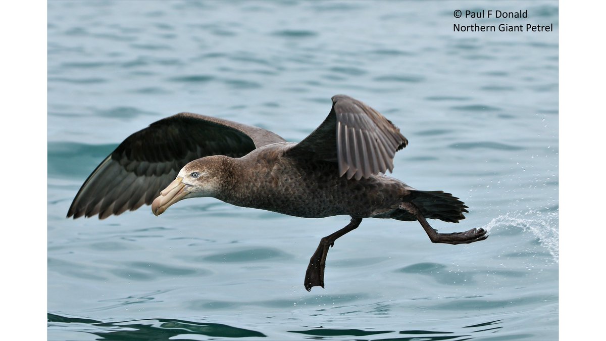Seabirds are incredible! Many are migratory and require protection at key stages across their life cycle. Seabirds tend to travel repeatable routes from their breeding to non-breeding grounds and these routes are called “flyways”. #BOUsci23 #SESH3

1/6
