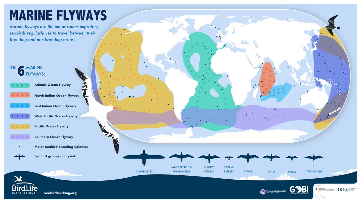 Six global marine flyways were identified from tracking data (method details in a forthcoming paper) #BOUsci23 #SESH3

4/6