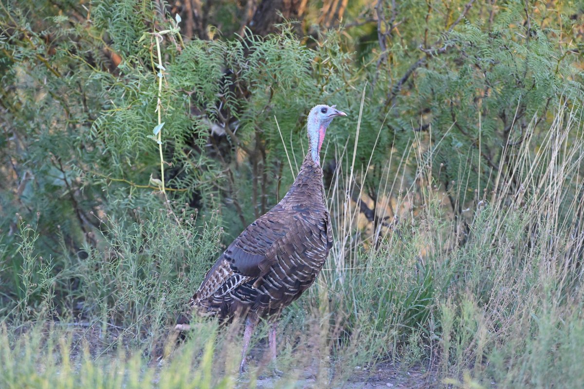 The park will be closed from 5:00 pm MST on Wednesday, November 22, through 6:00 am on Friday, November 24, in observance of Thanksgiving. This includes the visitor center, cavern, entrance gates on the park road (NM 7), Rattlesnake Springs, and Slaughter Canyon. Photo: NPS