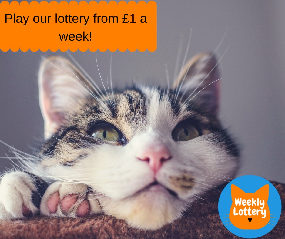 A lottery win just before the festive season would be amazing wouldn't it? Here is your chance! Play now and you could win an amazing cash prize of £1,000. Don't miss out... 🎄🐾 yorkshirecatrescue.org/lottery