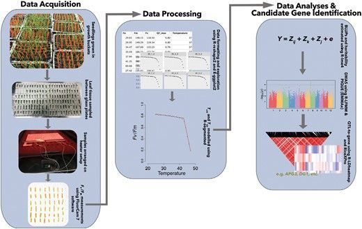 JXBot's tweet photo. 'Chlorophyll fluorescence-based high-throughput phenotyping facilitates the genetic dissection of photosynthetic heat tolerance in African (Oryza glaberrima) and Asian (Oryza sativa) rice' - Jordan K Robson et al.

https://t.co/kzYs1tvPe7 https://t.co/Pf5XyYi8S6