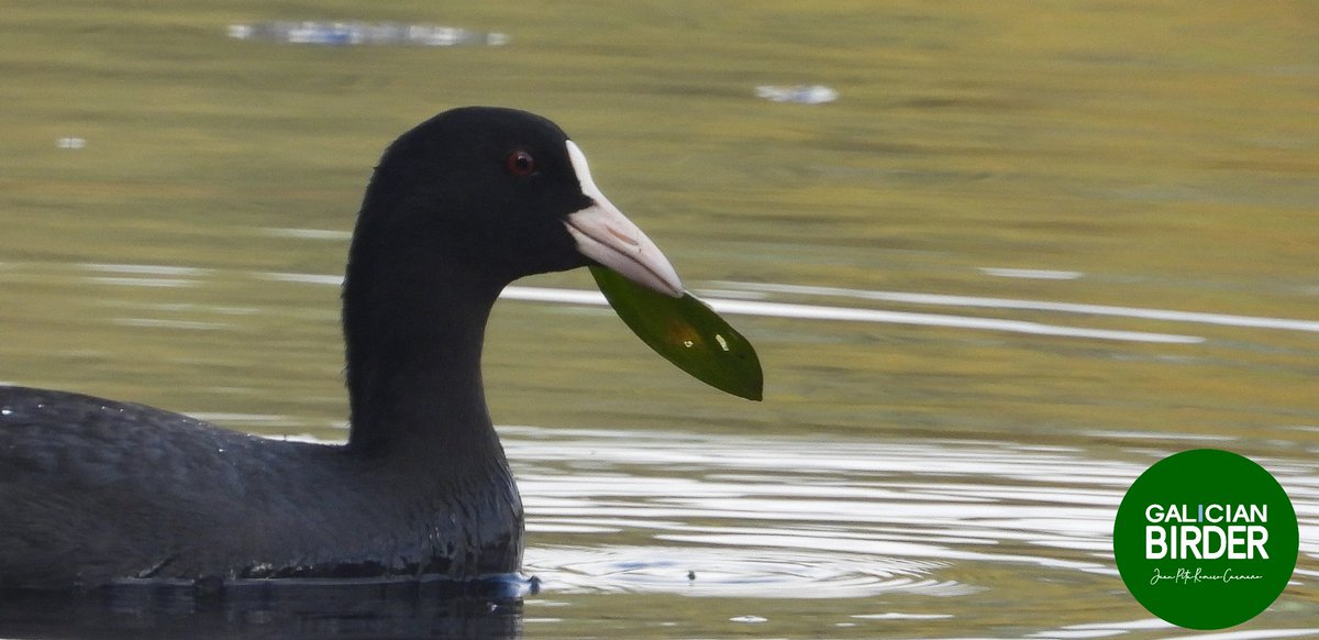 GalicianBirder's tweet photo. Focha común (fulica atra) en Sobrado dos monxes en Lugo noviembre 2023. Galo de agua (Gal.) #Avesdegalicia #avesdeespaña #avesdeeuropa #birdsofspain #birdsofgalicia #birdsofeurope #fochacomun #fulicaatra #galodeaugacomún #fotjacomuna #kopetazuriarrunta #eurasisncoot https://t.co/aLQqJz5K3m