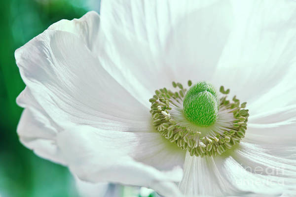 Beauty of an Anemone: fineartamerica.com/featured/visio… #flowers #anemone #floralart #buyintoart #prints #gifts