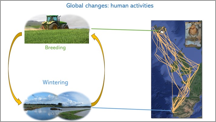 JoaoRBelo1's tweet photo. 1/6 #BOUsci2023 #SESH3
We are witnessing unprecedented landscape changes, mainly due to the replacement of otherwise natural by anthropogenic habitats.
Migratory #waders lay at the forefront of these changes, as they need to cope with different changes at dif. stages
#migration https://t.co/jmZFGul4XK
