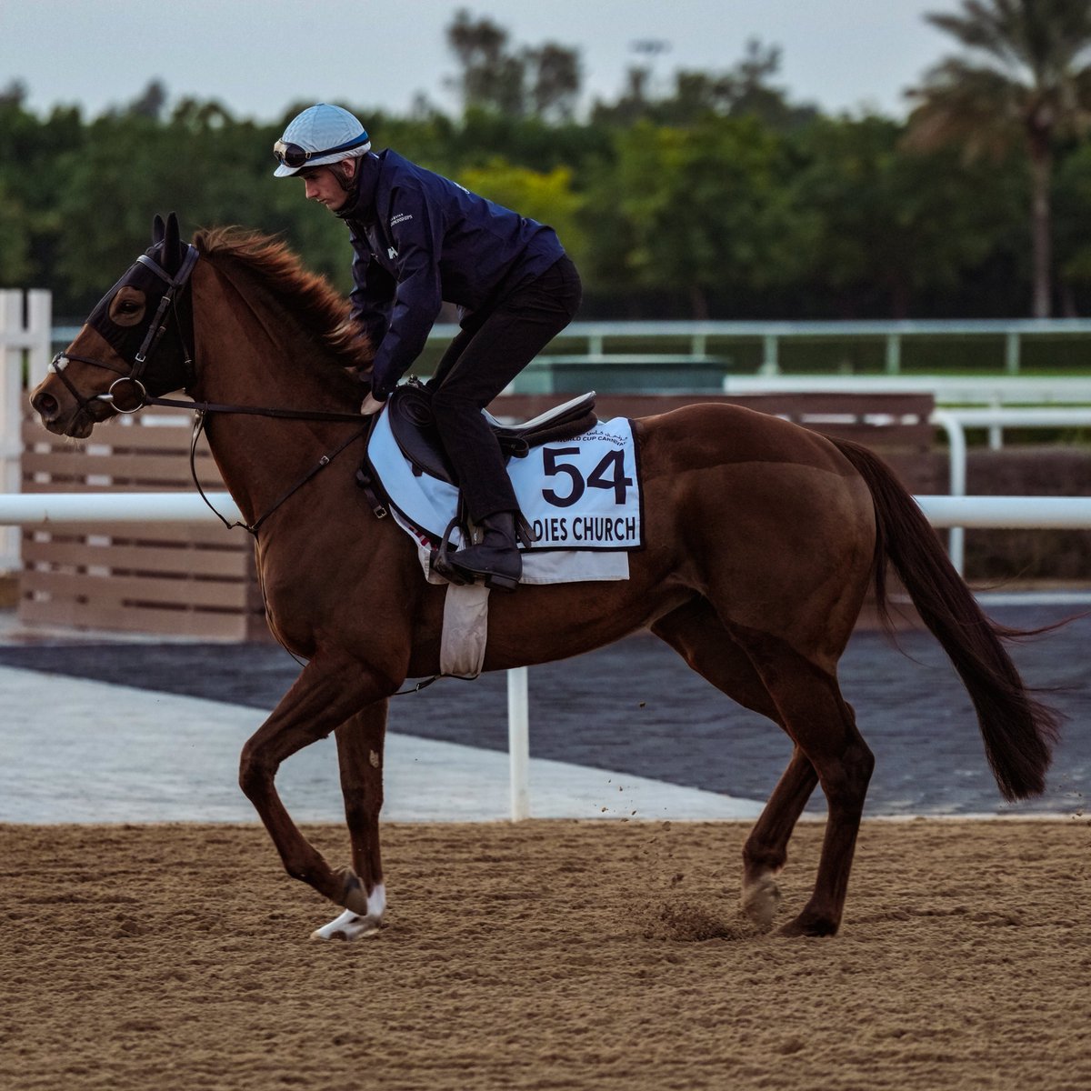 She's coming back! ✈️

LADIES CHURCH for trainer <a href="/JohnnyMurtagh/">Johnny Murtagh</a> 🇮🇪 is targeting a return to #DubaiCarnival with the big sprint prizes in her sights 👀