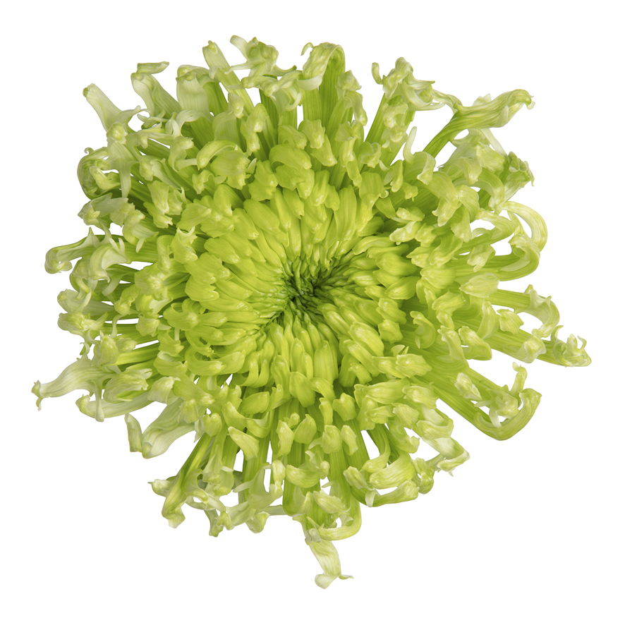 Antenna, een nieuwe spinvormige groene pluischrysant, is een mooie aanvulling op het <a href="/deliflor/">Deliflor Chrysanten</a> assortiment. Deze noviteit wordt aangevoerd door <a href="/arcadiachrysant/">Arcadia Chrysanten</a>.

#chrysanten #deliflorchrysanten #arcadiachrysanten