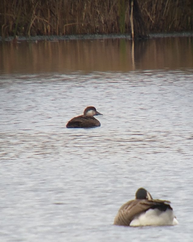 Juvenile Common Scoter on North Pit, North end #Ripplepits. Digiscoped with mobile in poor light from distance. Sorry excuse for record shot. Thanks @AndyWarr3 for original report. @WorcsBirding