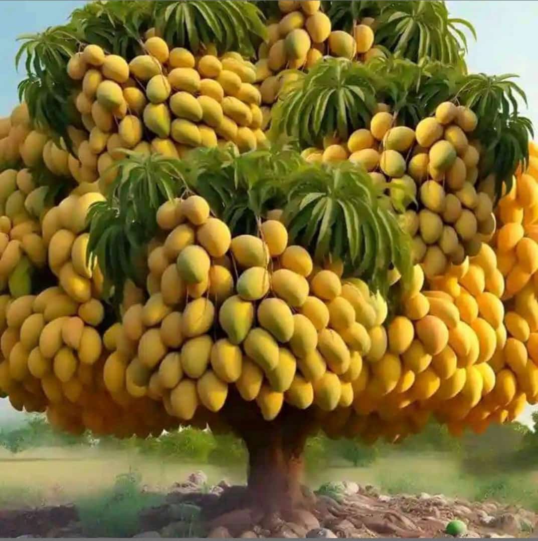 Meeknesswine's tweet image. May we reap the fruit of our labor
This week 🙏 say Amen if u believe

Osogbo #ceilingchallenge Keke Palmer Zainab Luis suarez #Abujaairport