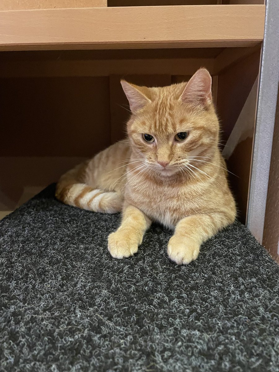 Tammar82879010's tweet photo. Kattenvriendjes, ik weet niet of het lukt via X maar ik wil vrouwmens een kadootje geven voor Sinterklaas. Ze mist een harpsnaar die ook bij de leverancier niet meer op voorraad is tot eind januari. Is er iemand die een Bow Brand Pedal Natural Gut 5th E aan mij wil verkopen? https://t.co/PJnVDiZBEB