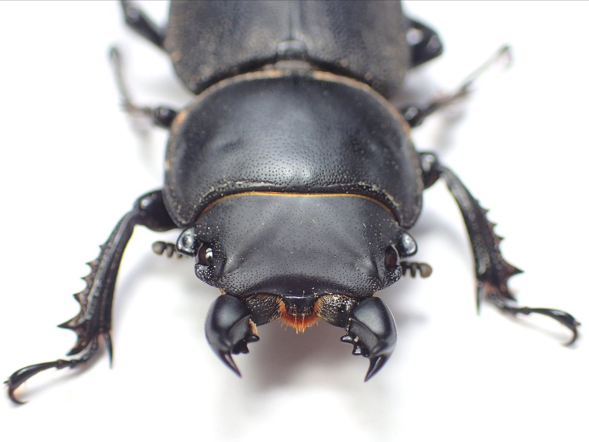 チリハネナシクワガタ ついに念願の生体を入手したので累代開始。 南米