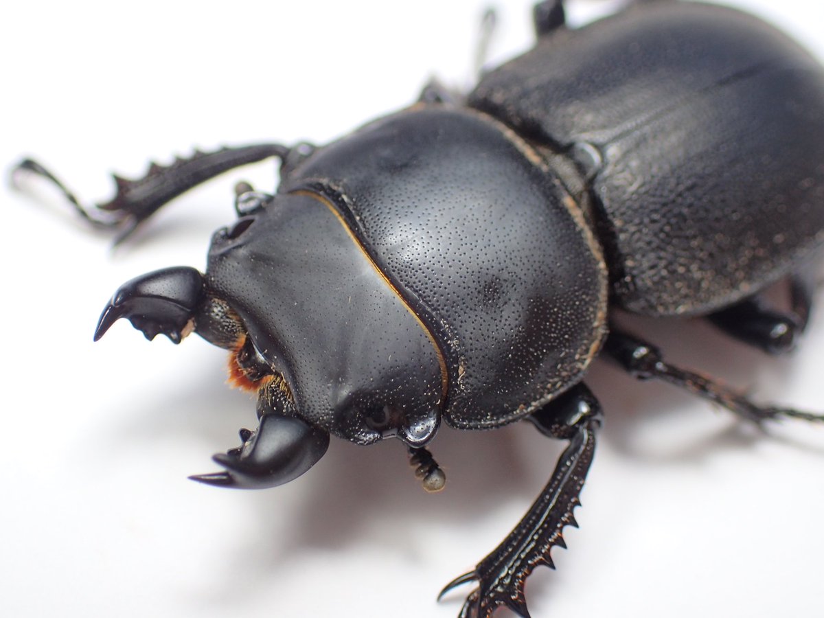 チリハネナシクワガタ ついに念願の生体を入手したので累代開始。 南米