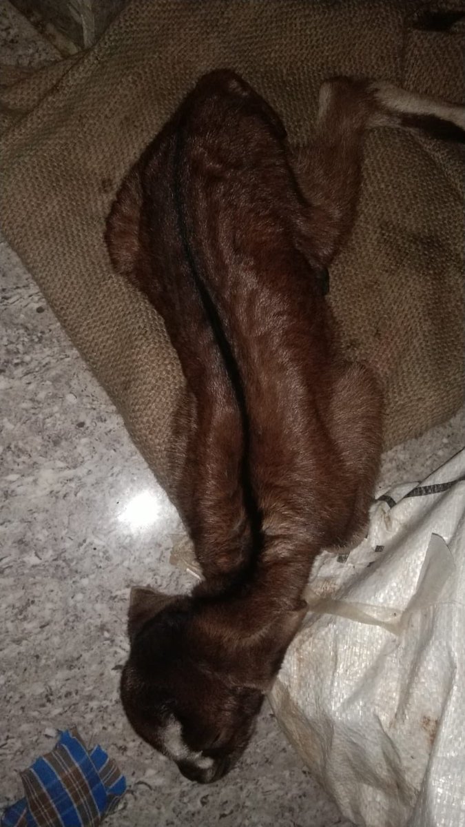 மேலும் ஓர் உயிரிழப்பு #sembedu கால்நடை மருத்துவ முகாம்கள் நடத்தப்படவேண்டும். எல்லாபுரம் ஒன்றியம் #sembedu கிராமத்தில் மனுஷனுக்கும் மருத்துவமனை இல்லை மாட்டுக்கும் மருத்துவமனை இல்லை. என்ன பண்ணலாம் சார் 😑 <a href="/prabhusean7/">Prabhushankar T Gunalan</a> <a href="/TiruvallurCollr/">Collector Tiruvallur</a> <a href="/pro_thiruvallur/">PRO Thiruvallur</a> <a href="/office_krishna/">Krishnaswamy MLA- தமிழ்நாட்டை தலைகுனிய விடமாட்டேன்</a>