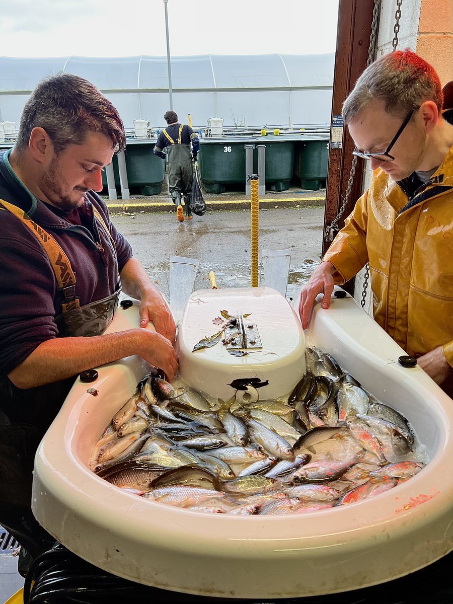 1,2,3,4……The never ending counting and sorting of another batch of fish. A normal day on the farm at this time of year. #teamEA
