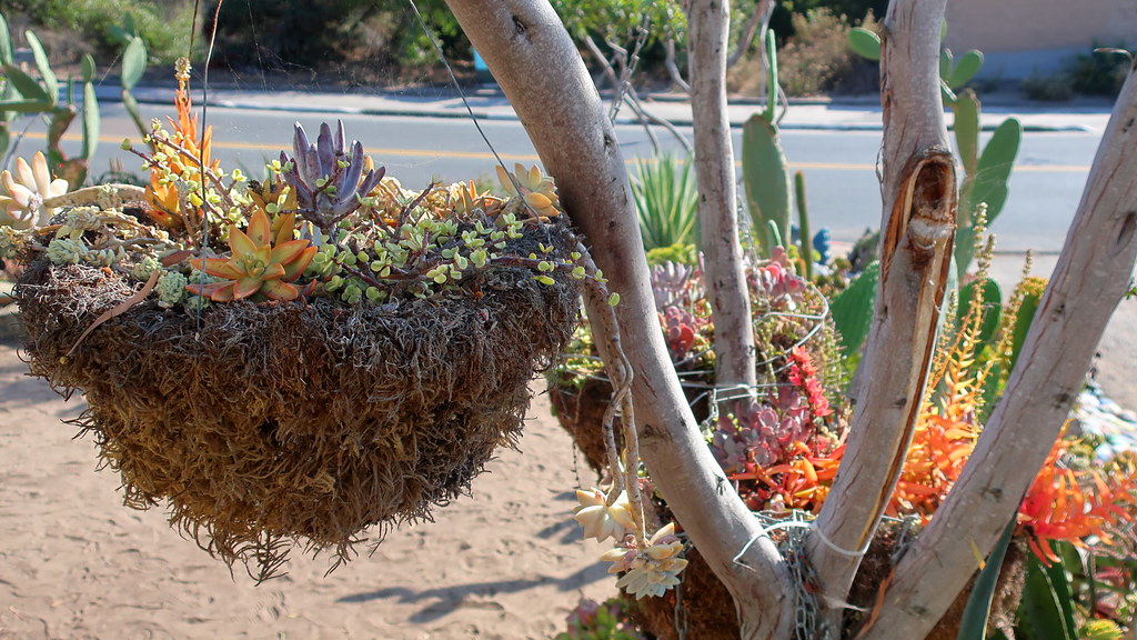 NuNudles Plants tweet media