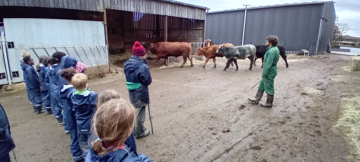 Goodrich School (@goodrich_school) on Twitter photo Some cows, a big carrot, a couple of cheeky donkeys and some practise at fencing is how some of the children spent their day. More hearty eating, a couple more jobs, then a hot chocolate before we all roll into our beds #happyfarmfamily <a href="/Nethercott_FFCC/">Nethercott House - Farms for City Children</a> Some cows, a big carrot, a couple of cheeky donkeys and some practise at fencing is how some of the children spent their day. More hearty eating, a couple more jobs, then a hot chocolate before we all roll into our beds #happyfarmfamily <a href="/Nethercott_FFCC/">Nethercott House - Farms for City Children</a>