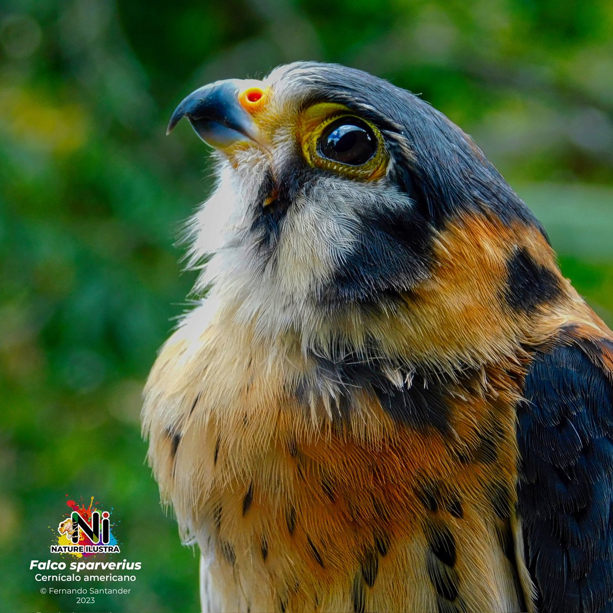 JFernandoSanta6's tweet photo. Nature Ilustra 
El Cernícalo Americano, conocido
científicamente como 𝘍𝘢𝘭𝘤𝘰 𝘴𝘱𝘢𝘳𝘷𝘦𝘳𝘪𝘶𝘴, es una especie de halcón observable en Colombia. Este fascinante ave pertenece a la familia Falconidae, destacándose por su tamaño compacto y plumaje vibrante. https://t.co/LK2TtbBPCG