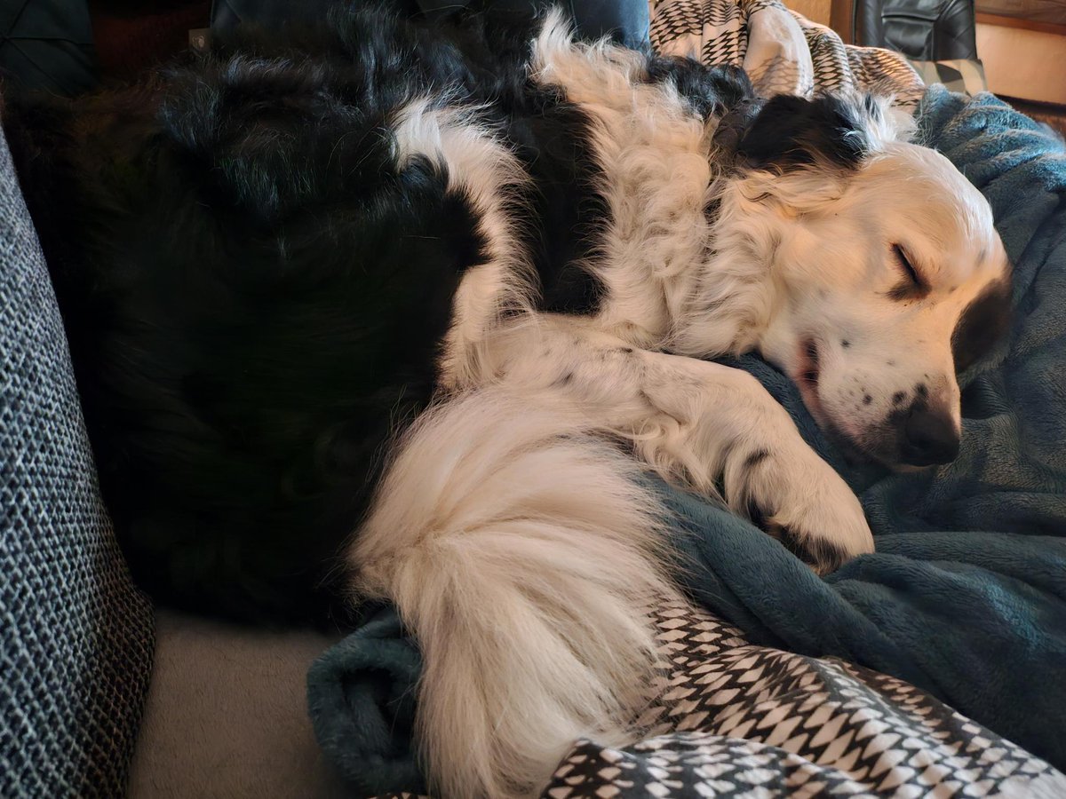 Merlin 🐕

Gute Nacht ihr Lieben 😴