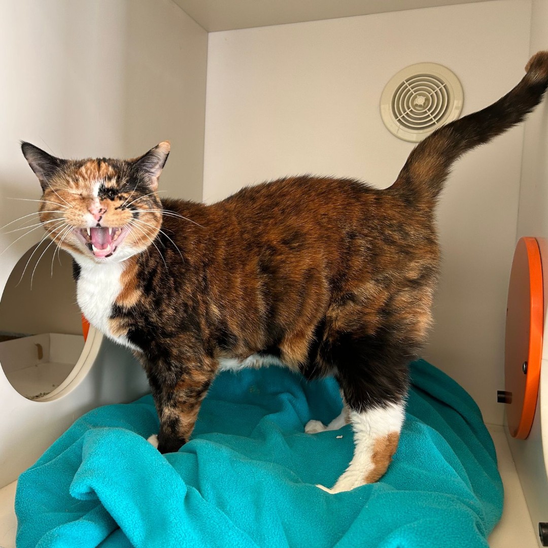 ASPCA's tweet photo. Embrace love during #NationalSeniorPetMonth 🧡 Meet our seasoned sweethearts from NYC who are ready for endless love and cozy cuddles 💤 Read more here: https://t.co/iAZJ4BAScJ Featuring Hesiod, Keisha, Mickey and Oatmeal 🧡 https://t.co/LfASCP9AMC