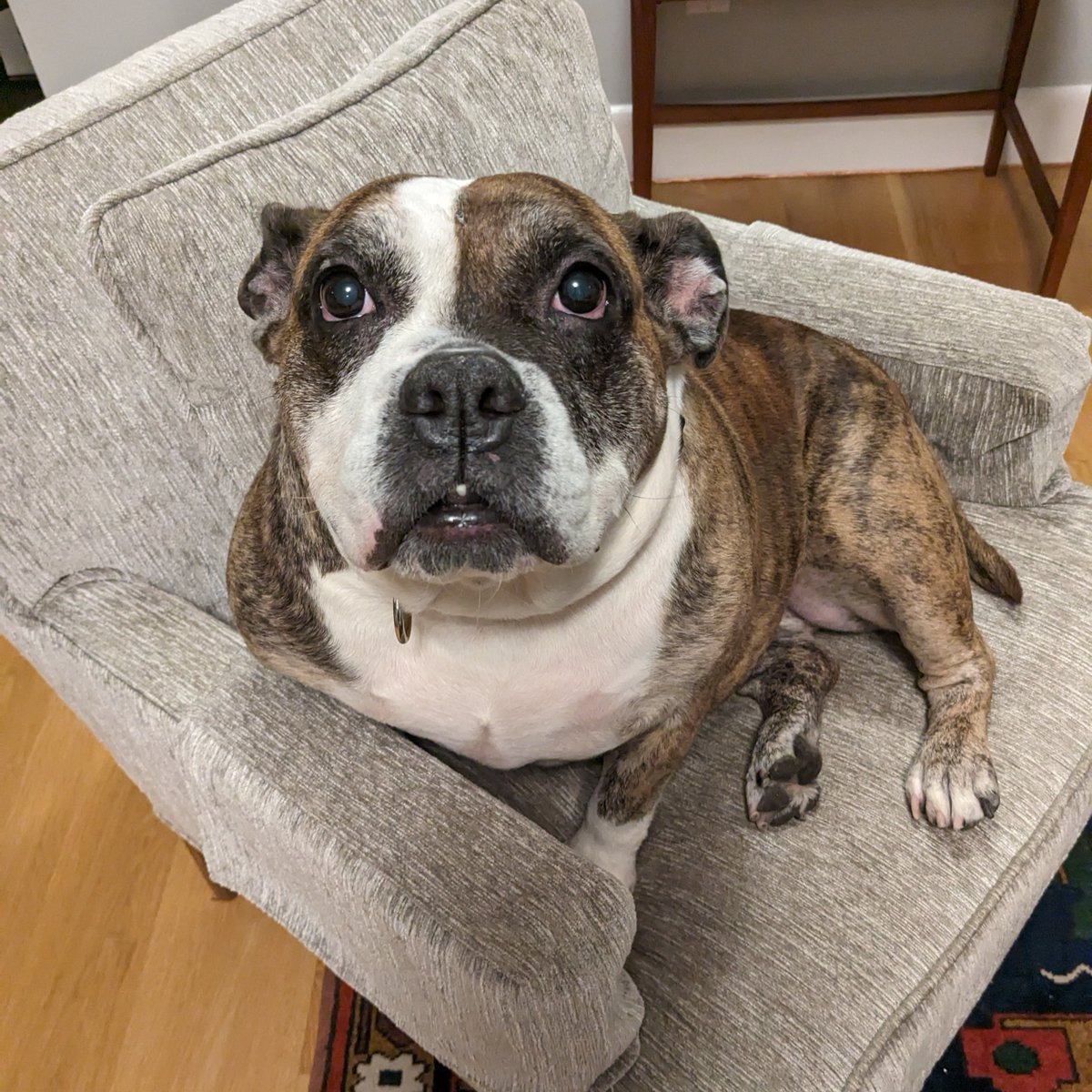 ASPCA's tweet photo. Embrace love during #NationalSeniorPetMonth 🧡 Meet our seasoned sweethearts from NYC who are ready for endless love and cozy cuddles 💤 Read more here: https://t.co/iAZJ4BAScJ Featuring Hesiod, Keisha, Mickey and Oatmeal 🧡 https://t.co/LfASCP9AMC