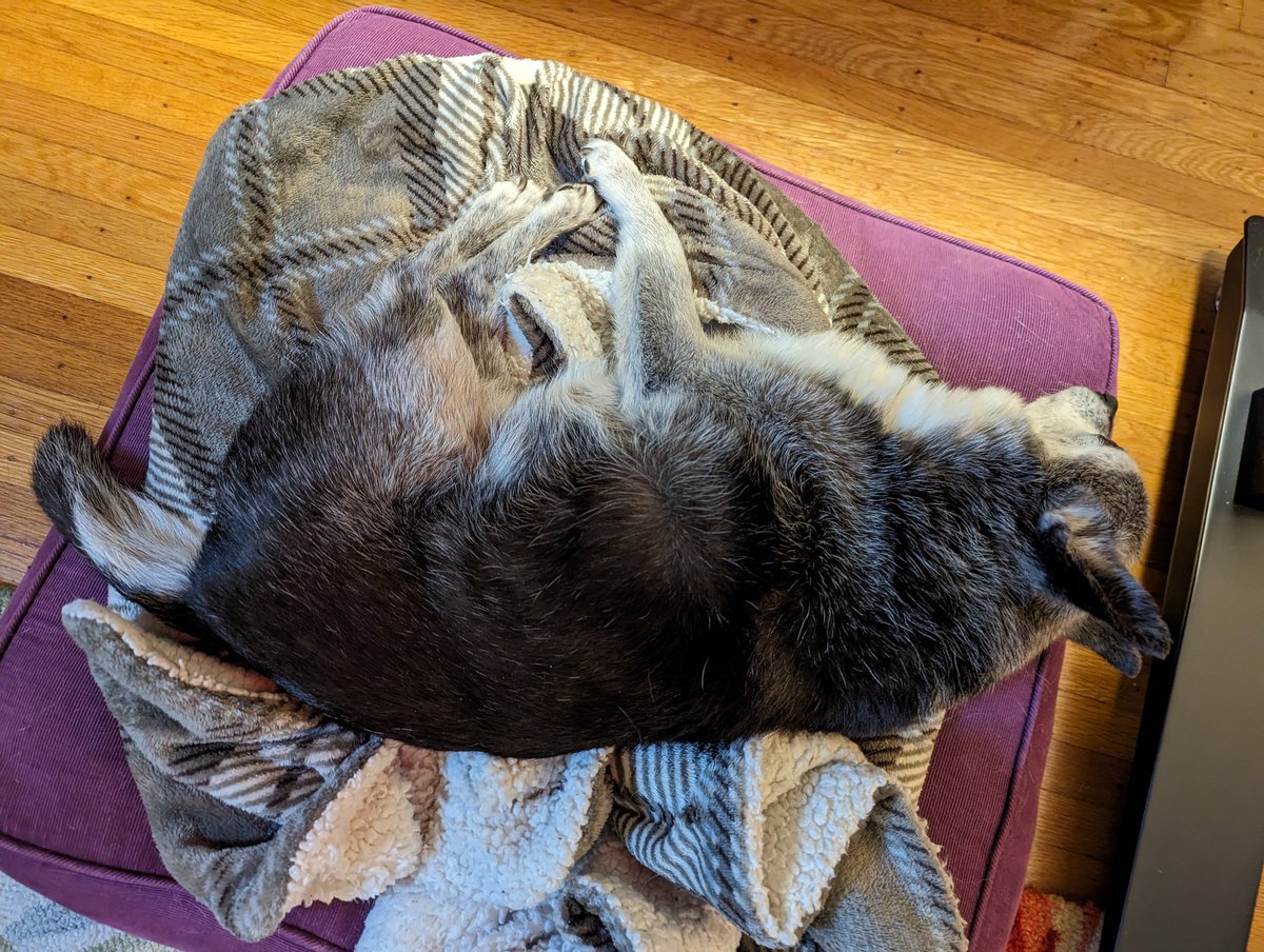 MilesSleeping's tweet photo. https://t.co/MCwfo2Whog