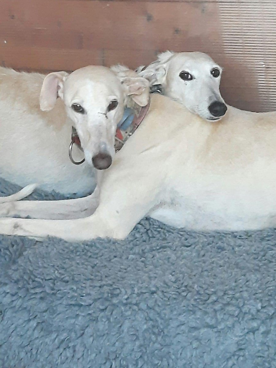112CarlotaGalgo's tweet photo. Inseperable siblings. 
COSMEA and DAISY 💕🐾🌸💖
#galgo #houndsoftwitter #savethegalgos #freethegalgo #stopgalgueros #stopanimalabuse #112carlotagalgos #adoptdontshop #rescuedog #stopanimalcruelty https://t.co/UCVshUlIyk