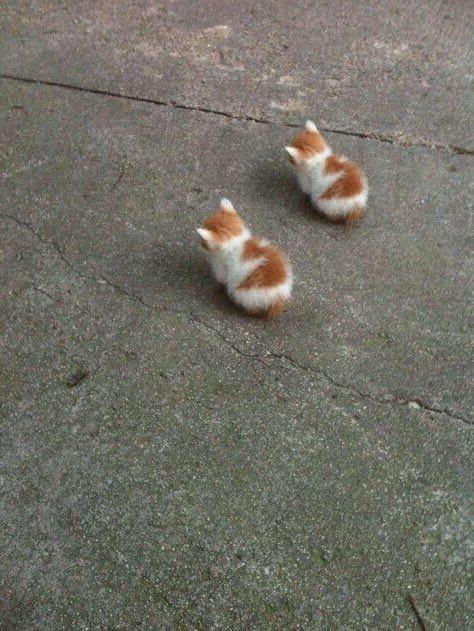 Why you should have a cat tweet media