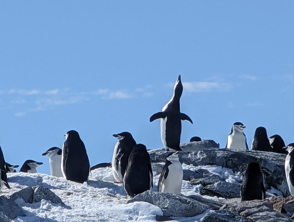 RebeccaCarrotte's tweet photo. @DundeeCulture Hello Dundee penguins! .. the penguins in Antarctica send their good wishes! Emma penguin says hi too... She has really enjoyed seeing her southern cousins. @AbertayUni @DundeeSciCentre @DiscoveryDundee
@HomewardBound16 #emmapenguin #HBantarctica2023 #WomenInSTEM https://t.co/6wrAnLCD0l