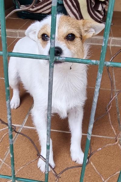 Podéis creer que llevamos 2 días recibiendo llamadas por los bebés cruce de bodeguero y ni una por Woody que con 8 meses es igual de pequeñito que ellos serán.
Cómo pueden descartarlo? 
No entendemos a la gente.