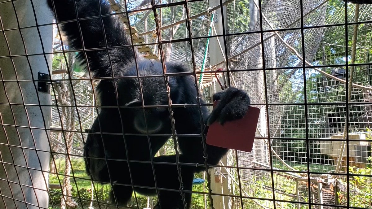 Black howler monkey  Smithsonian's National Zoo and Conservation