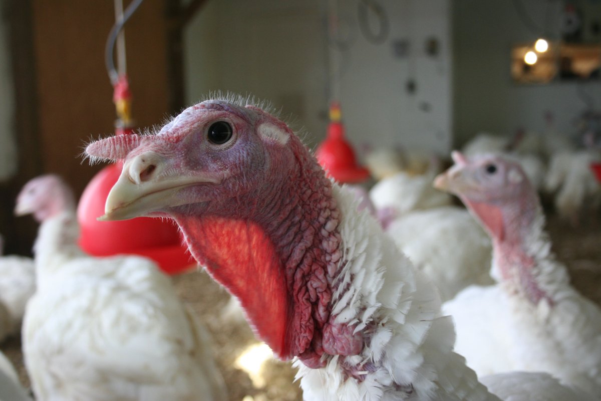 MNagriculture's tweet photo. Did you know, Minnesota is #1 in the nation for turkeys raised! This year, that means 39 million birds, or nearly 1 in every 5 turkeys in the USA! Turkey production means over $1 billion for our ag economy.

More MN turkey facts (pdf) ℹ️ https://t.co/OkPBmNya9D

#MNAg #MNTurkey https://t.co/e90WGuNUPd