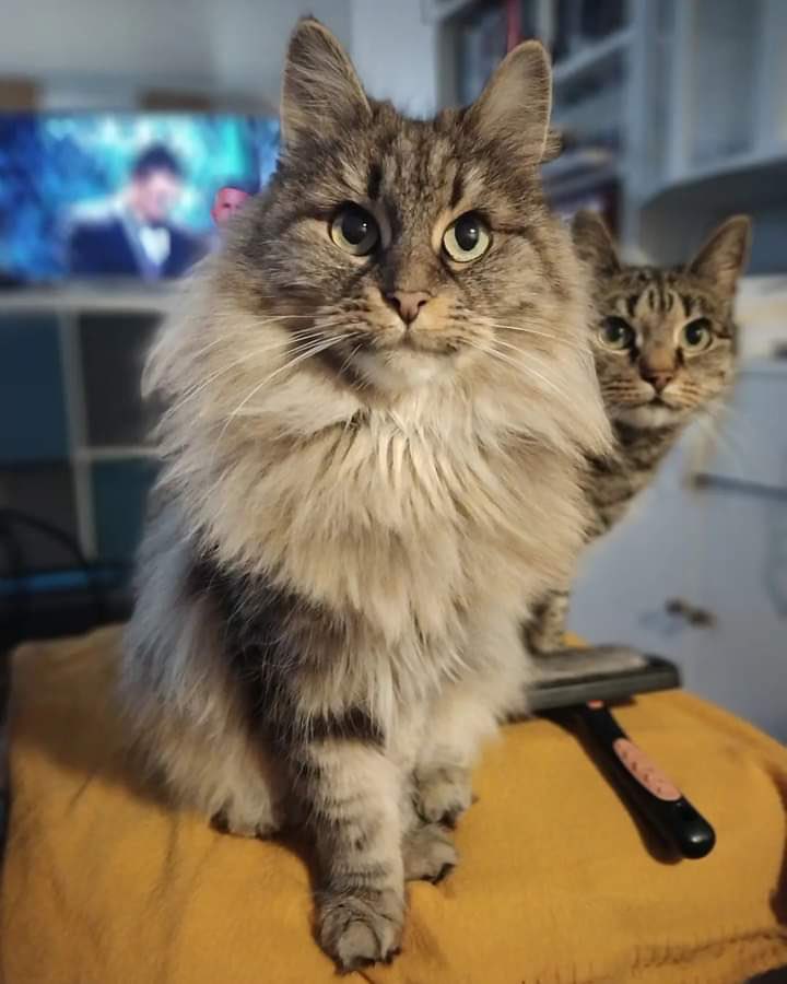 Elisabeth Klang ❤️🚩🍷🐈‍⬛📽❤️ tweet media