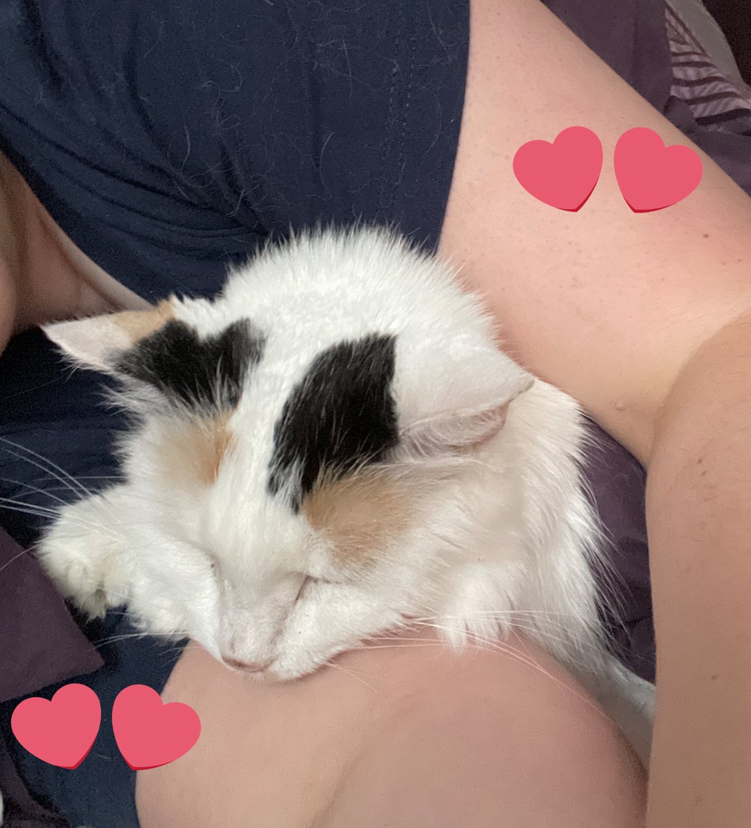 TeenyNyx | Moon Fox VTuber | VLysium tweet media