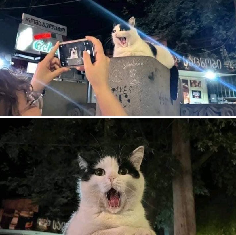 TypicaICat's tweet photo. https://t.co/b0Sp2ubllM