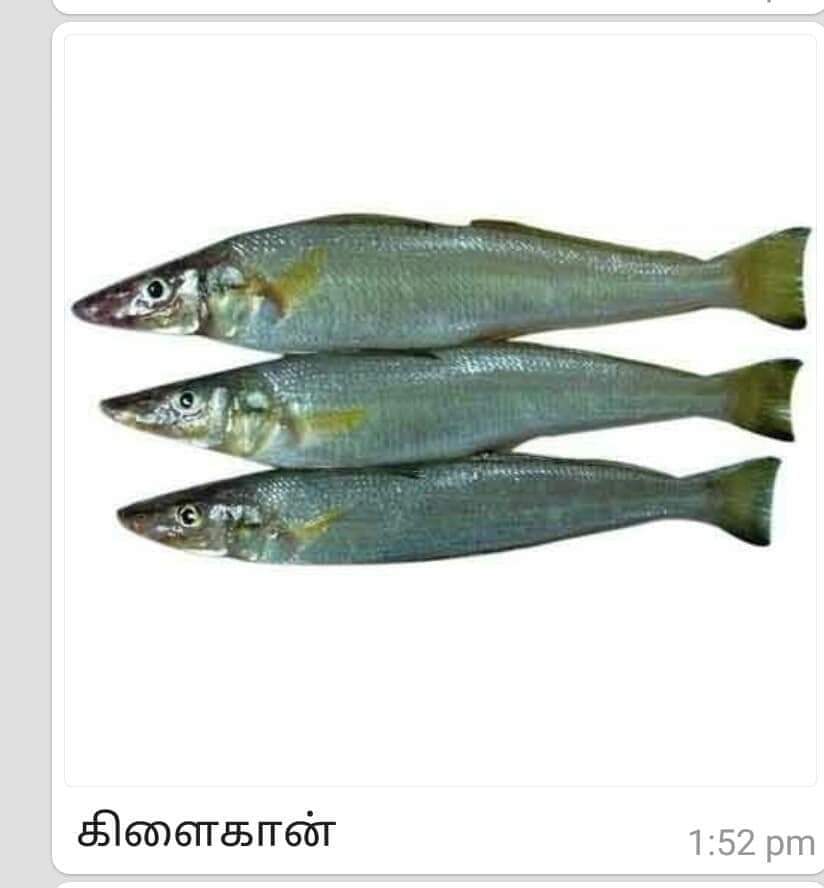 im__inba1's tweet photo. நம்மில் பலருக்கு இன்று நாம் சாப்பிடும் மீன்களின் பெயர்கள்  தெரிவதில்லை.

அன்றாடம் சாப்பிடும் மீன்களின் பெயர்கள்  அந்த மீன்களின் படங்களோடு...

பெயர்கள் தென் தமிழகத்தில் வழக்கத்தில் உள்ளவை.மற்ற பகுதியில் மக்கள் இந்த மீன்களை வேறு பெயர்களிலும்  குறிப்பிடுகின்றனர்.
 43 படங்கள் உள்ளன👇 https://t.co/lw4dcG1Klj