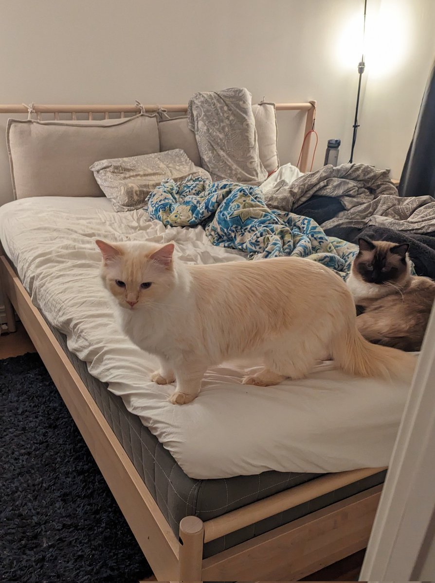 why is salad this shape I don't understand