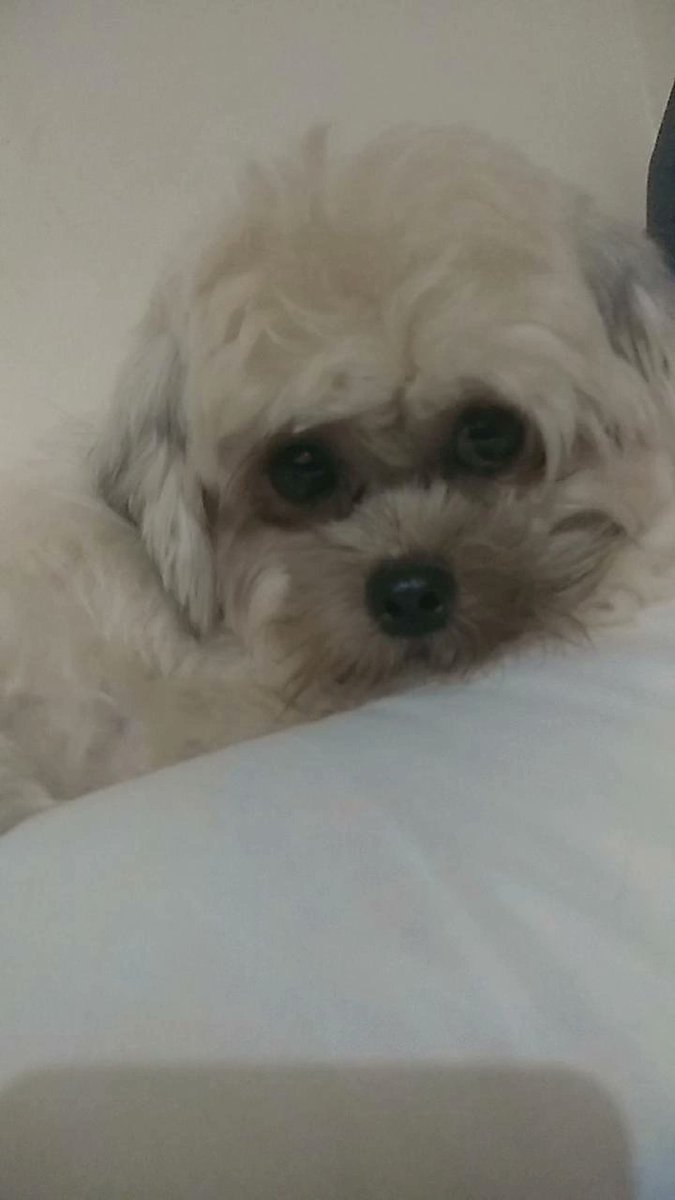 yoicuk's tweet photo. Gweny dengan muka sok polos nya https://t.co/Pt2is0inJE