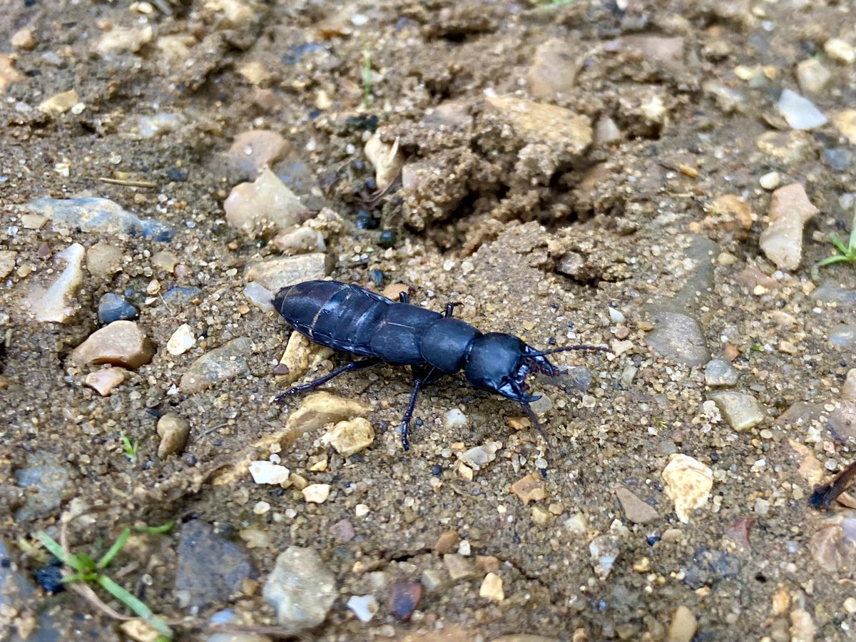 DavidR4Nature's tweet image. Being chased down by a Devil’s Coach Horse Beetle (Ocypus olens). 

#natureupclose #wildlifelover