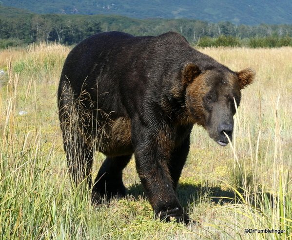 #That's One Big Brown Bear!! Katmai National Park, Alaska #ttot

TravelGumbo archives
By Travelers, For Travelers

travelgumbo.com/blog/that-s-on…