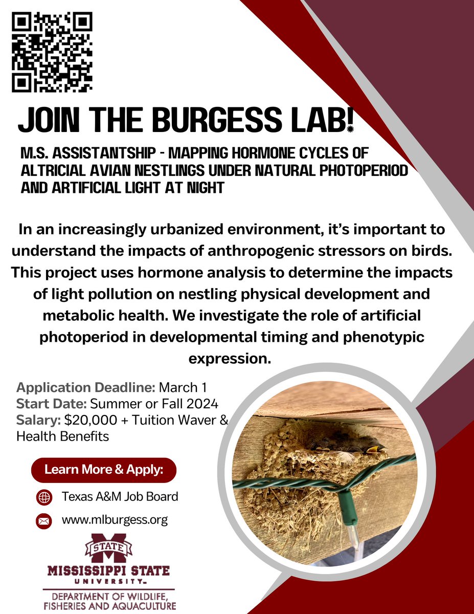 Come join my lab at MS State! I’m researching the effects of natural & artificial photoperiod on nestling hormones and development. Looking for someone to fill a fully funded MS position! Find more details and application instructions here: jobs.rwfm.tamu.edu/view-job/?id=8…