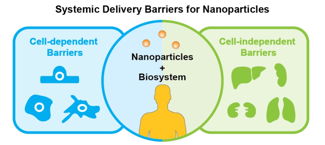 .@Wilhelm_Lab postdoc, Dr. Lin Wang, and the team published a review article in Advanced Functional Materials @AdvSciNews Exploring and Analyzing the Systemic Delivery Barriers for Nanoparticles onlinelibrary.wiley.com/doi/10.1002/ad… @sbme_ou @ENGINEERINGatOU @OUResearch @StephensonCC